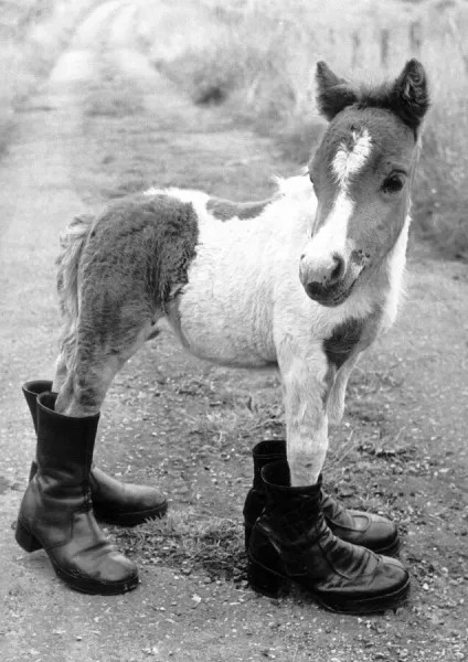 Horses Shetland Pony Ponies Britains smallest Shetland Pony Lucky