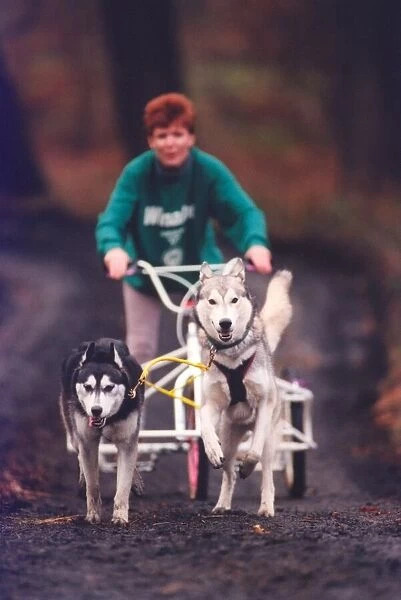 These Huskies are put through their paces at Chopwell Woods