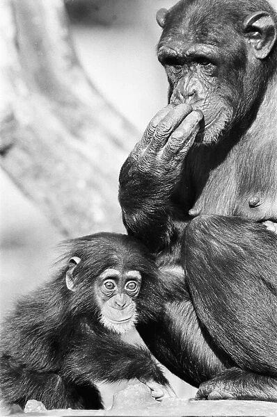 What can I smell? Wonder the baby Chimpanzee seen here with his mother at the Chimpanzee