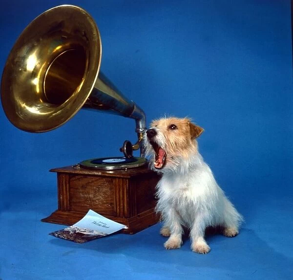A Jack Russell dog singing along to music being played on a gramaphone from