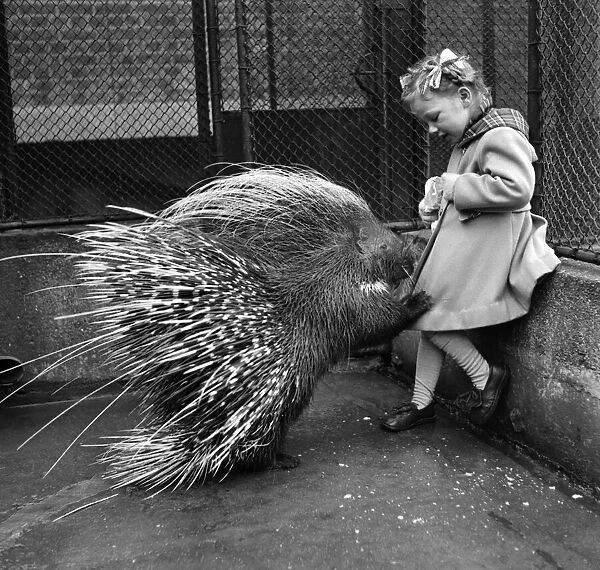 Jannifer Waight 4 1  /  2 yrs. With Porcupine at the London Zoo. London, February 1953 D898
