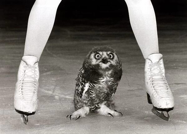 Jayne Torvill and a Snowy Owl - August 1985 The two month old old bird is called