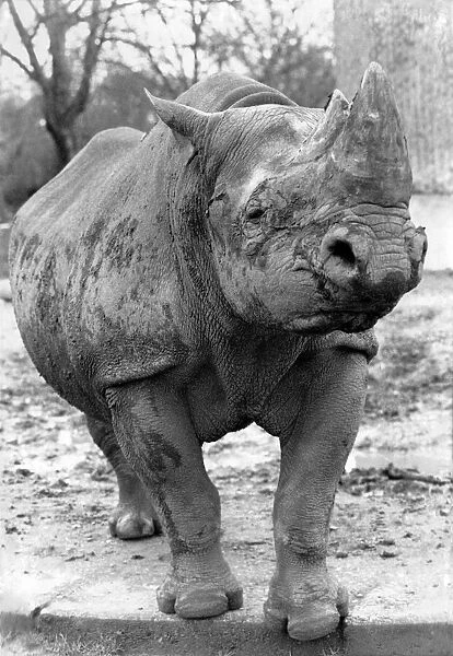 Jos, the London Zoo rhino. April 1991 P004253