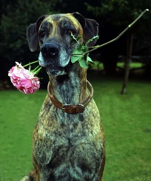 junia the Great Dane dog owned by Barbara Woodhouse holding a rose in her mouth 1967