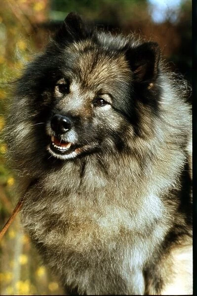 A Keehund dog June 1987