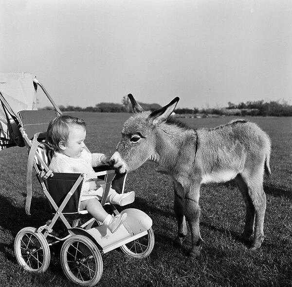 Kim, the baby pygmy donkey, who is a fortnight old, makes the acquaintance of baby Susan