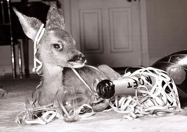 Kiss-Kiss the baby deer witha bottle of champagne at her owners home at Kilverstone