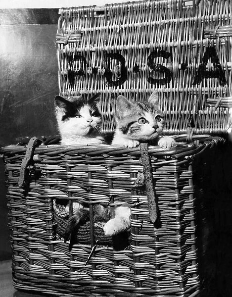 Two kittens pose in their travelling basket for the PDSA to bring awareness to the amount