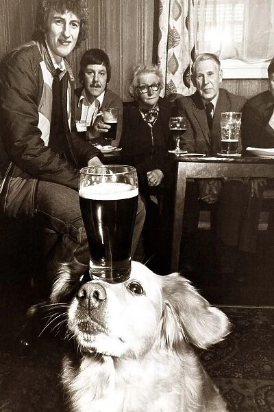 A labrador balances a pint of guinness on his forhead as other pub-goers look on in