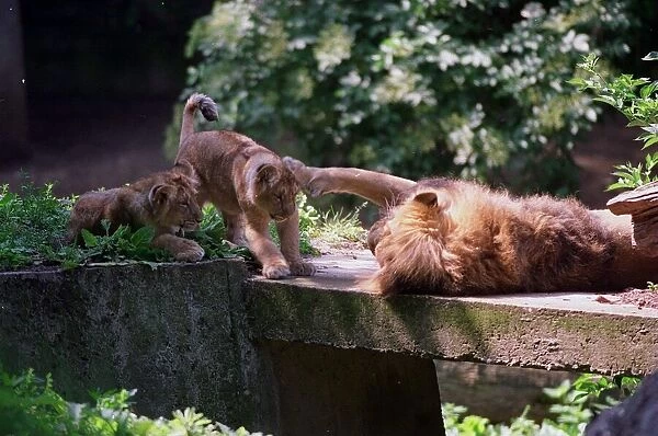 A lion called Kamal with two of its cubs at London Zoo June 1999