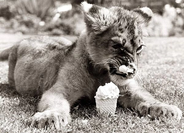 Lion Cub cools off in the heat with an ice cream - August 1977