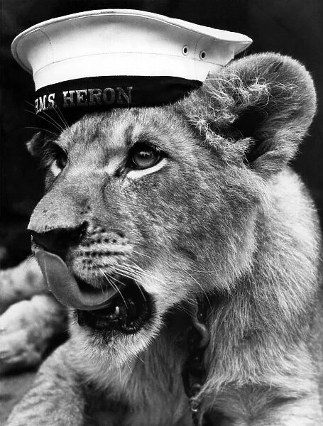 A lion cub wearing a Royal Navy hat July 1968