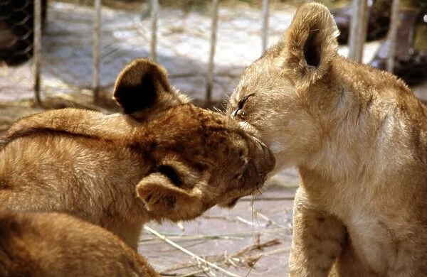Lion cubs at Lion Park in Johannesburg South Africa April 1973