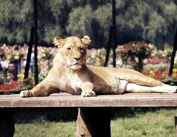 A lioness lying on a bench at Chester Zoo 1977
