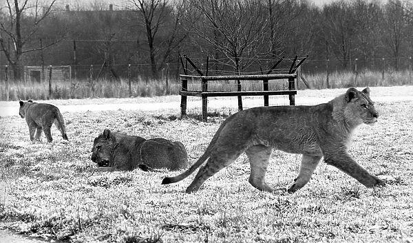 Some of the lions at Lambton Pleasure Park in January 1978