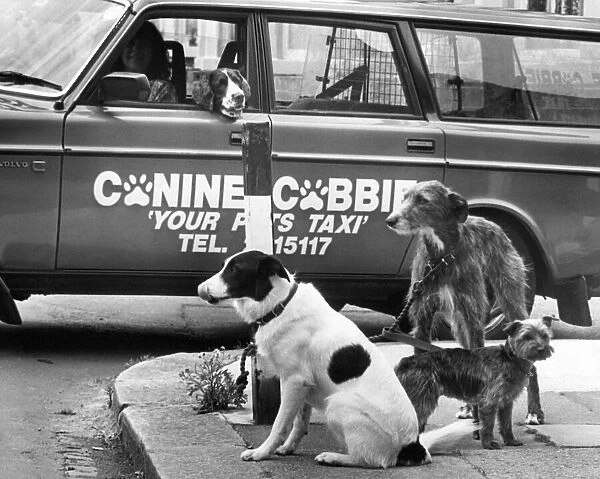 The little terrier and his friends waiting for their taxi
