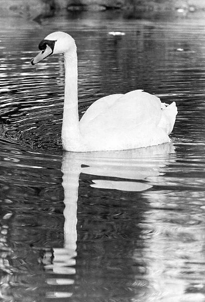 This lonely swan is looking for a mate in Barnes Park pond, Sunderland