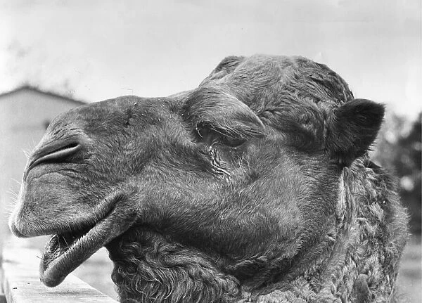 Looking for a mate - Fang the camel at Flamingo Park. Circa 1981