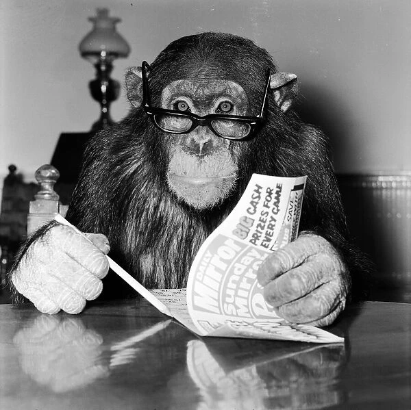 Louis the Chimp checks his bingo numbers at Twycross Zoo December 1981