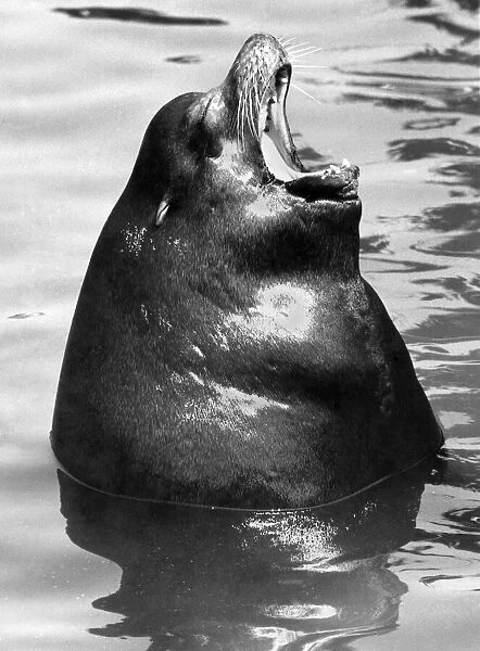 Majors seal of Disapproval: Major the sea lion makes his feelings pretty clear as he