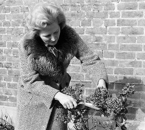 Margaret Thatcher Feb 1975 working in the Front garden of her London Home