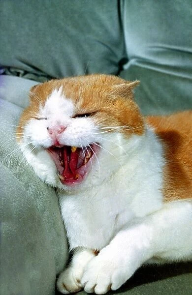 Menacing Cat on a sofa. Cats Animals Yawning MIRDs 9A 1544  /  5