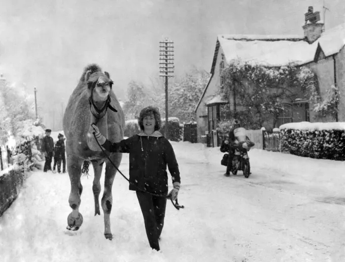 Framed Print : A Camel Walks Through Snow in Winkfield Row, Berkshire Print Framed Print : A Camel Walks Through Snow in Winkfield Row, Berkshire Print