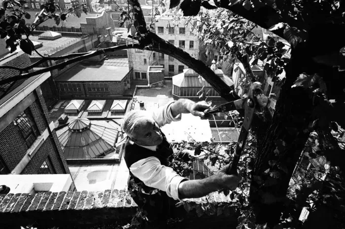 Framed Print : Charles Legg Pruning at Derry and Toms Roof Garden Print