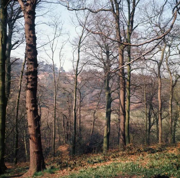 Framed Print : Alderley Edge Print: April 1974, Cheshire Framed Print : Alderley Edge Print: April 1974, Cheshire