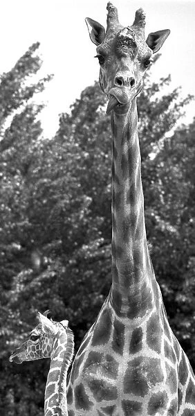Mother and baby giraffe enjoy each other company at Twycross zoo, Warwickshire