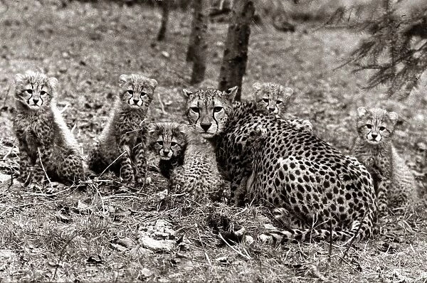 A mother cheetah with her five newborn cubs, twelve weeks after their birth at Whipsnade
