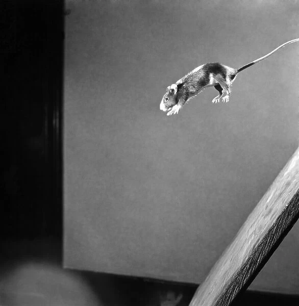Mouse jumping Off Blackboard. April 1950 O23485-001