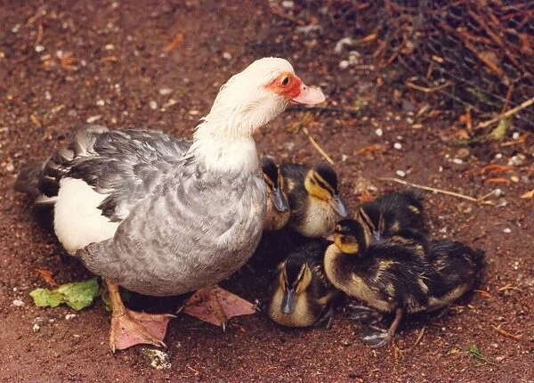 A Muscovy duck which has adopted som mallard ducklings