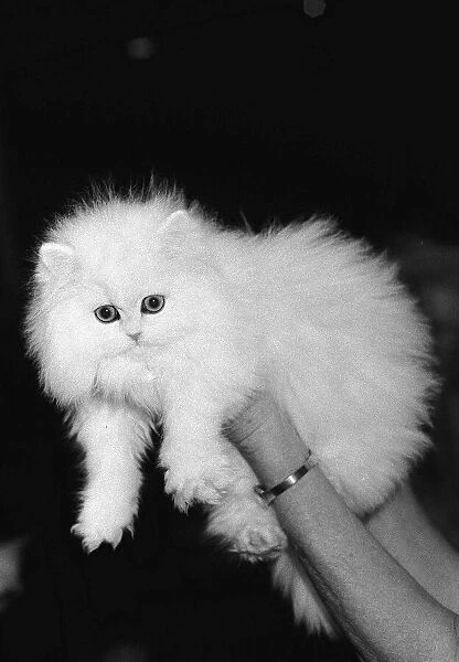 The National Cat Club Championship Show 1984 at Olympia