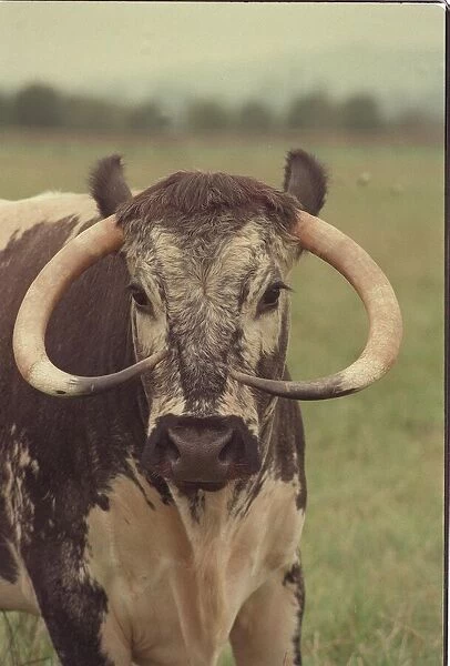Newbrook Open Prison Farm is a Longhorn Cow called Fidelity