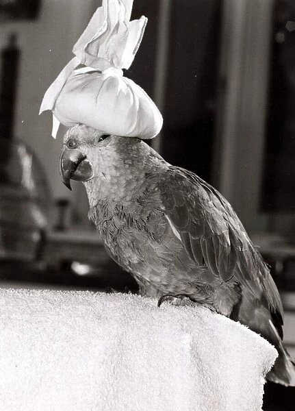 Nigel the Parrot - July 1982 Keeps cool in the hot weather by wearing an ice pack