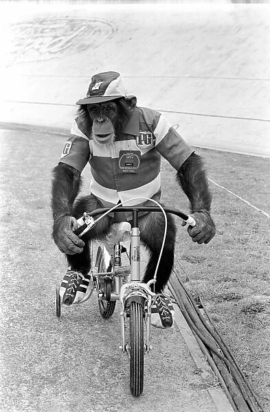'Noddy'Chimp on Trike. Brooke Bond Chimp. aNoddye the Brooke Bond aTour de