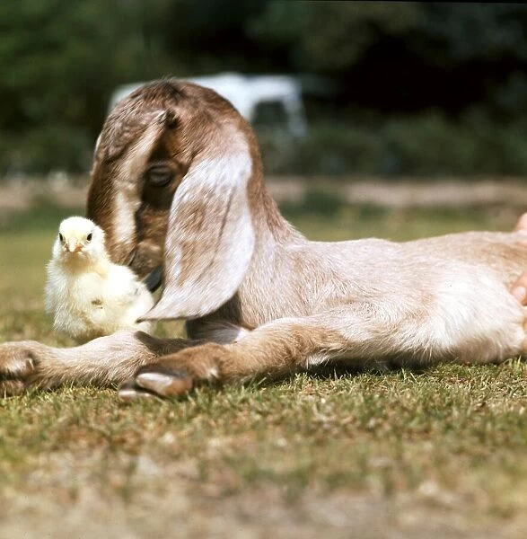 A Nubian Goat lying down on the grass with a chick next to him May 1976