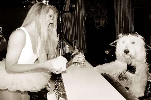 Old English Sheepdog is served champagne by a barmaid in a tutu