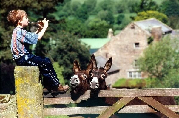 Oliver Jackson, 11, from Hexham plays the penny whistle to the animals in June 1998
