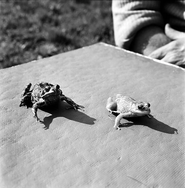 Orange frogs on a garaden table April 1975 75-2149