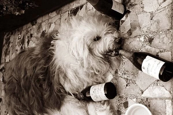 Overdoing it - this old english sheepdog hits the bottle hard
