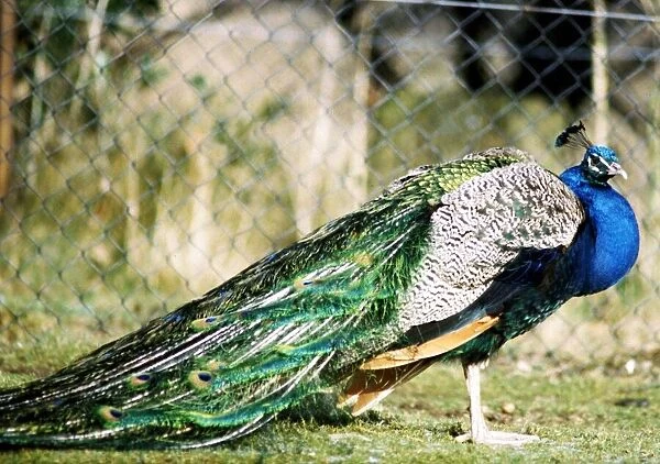 Peacock February 1983 A©Mirrorpix