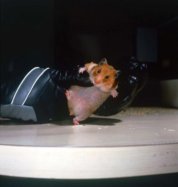 Penfold the Hooligan Hamster being held in leather boxing glove Owned by Mary
