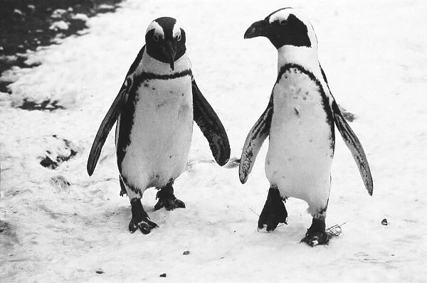 Pengiuns explore their enclosure at London Zoo following a fresh fall of snow