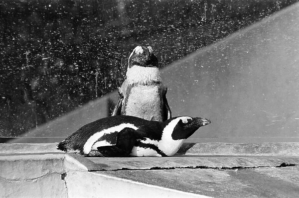 Penguins who have been sprayed with water by their keeper