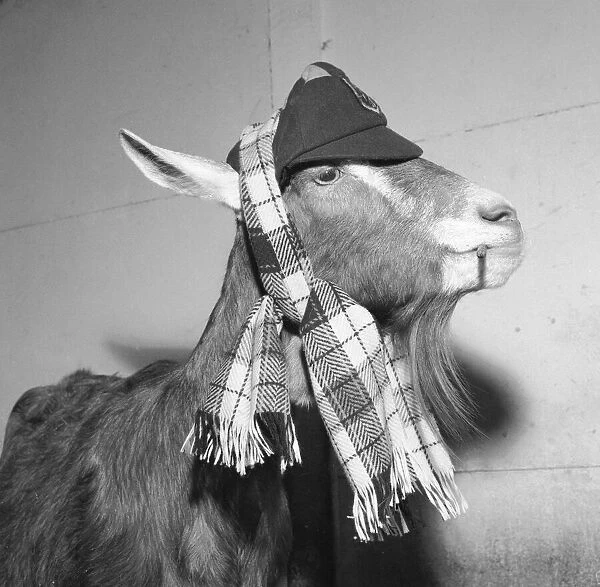 'Perhaps'the Toggenberg goat wearing hat and carf