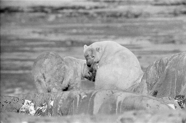 Picture shows Polar Bears at Churchill, Northern Canada