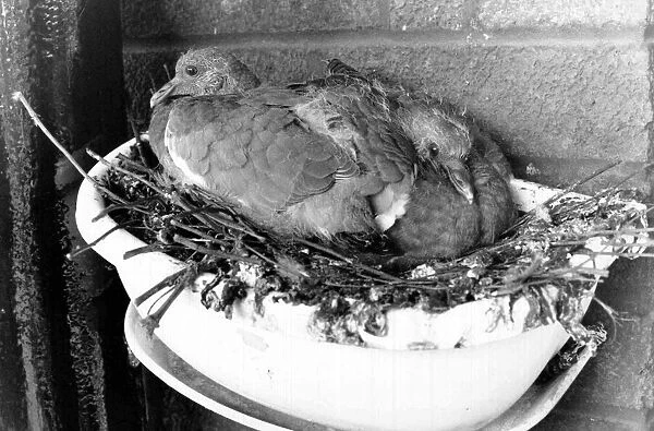 Pigeons nesting, North London. 26th April 1991 91  /  2631