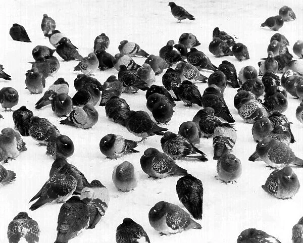 Pigeons in the snow. Jan 10th 1981 P044345